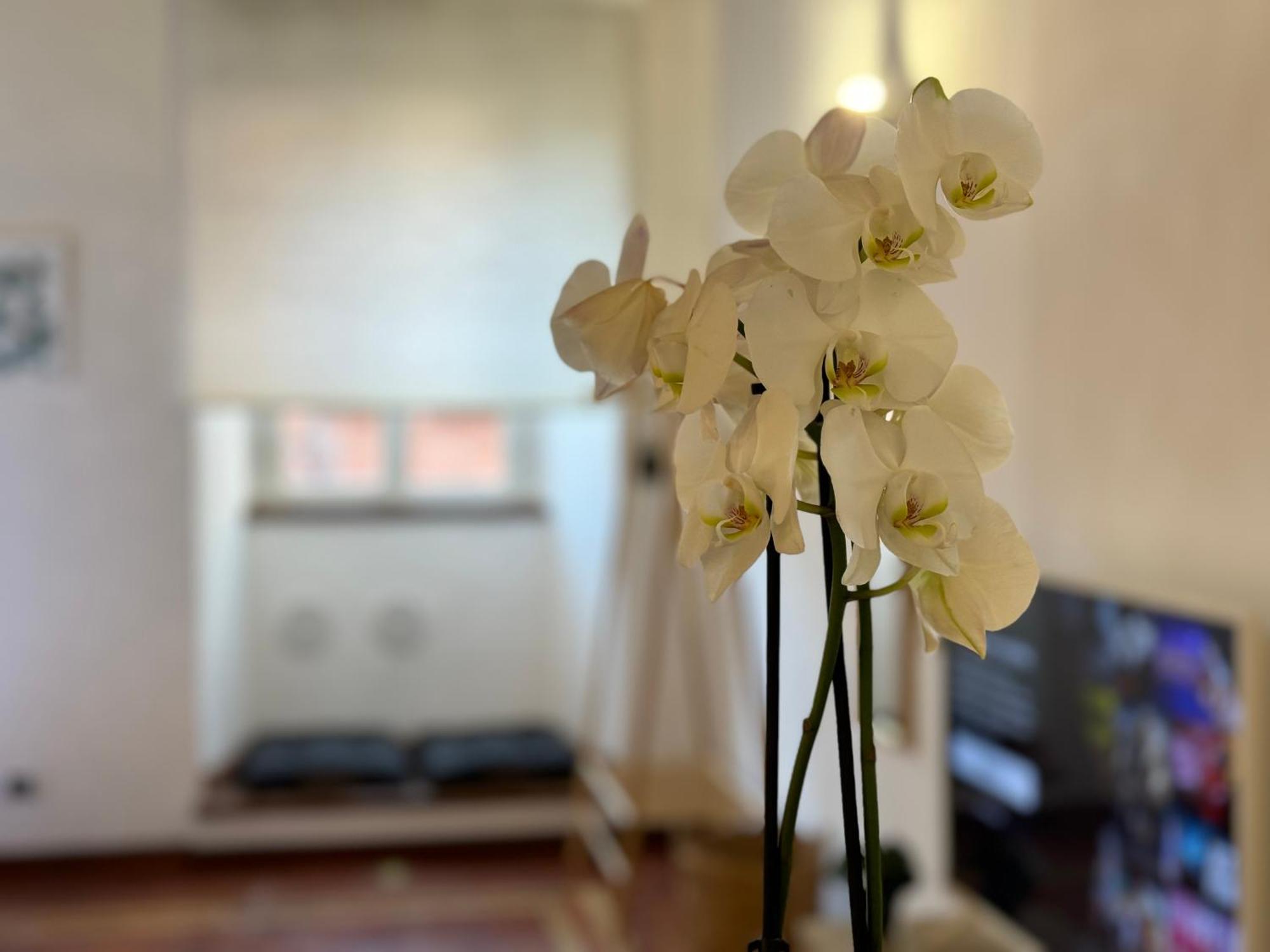 Il Vicoletto Apartamento *
